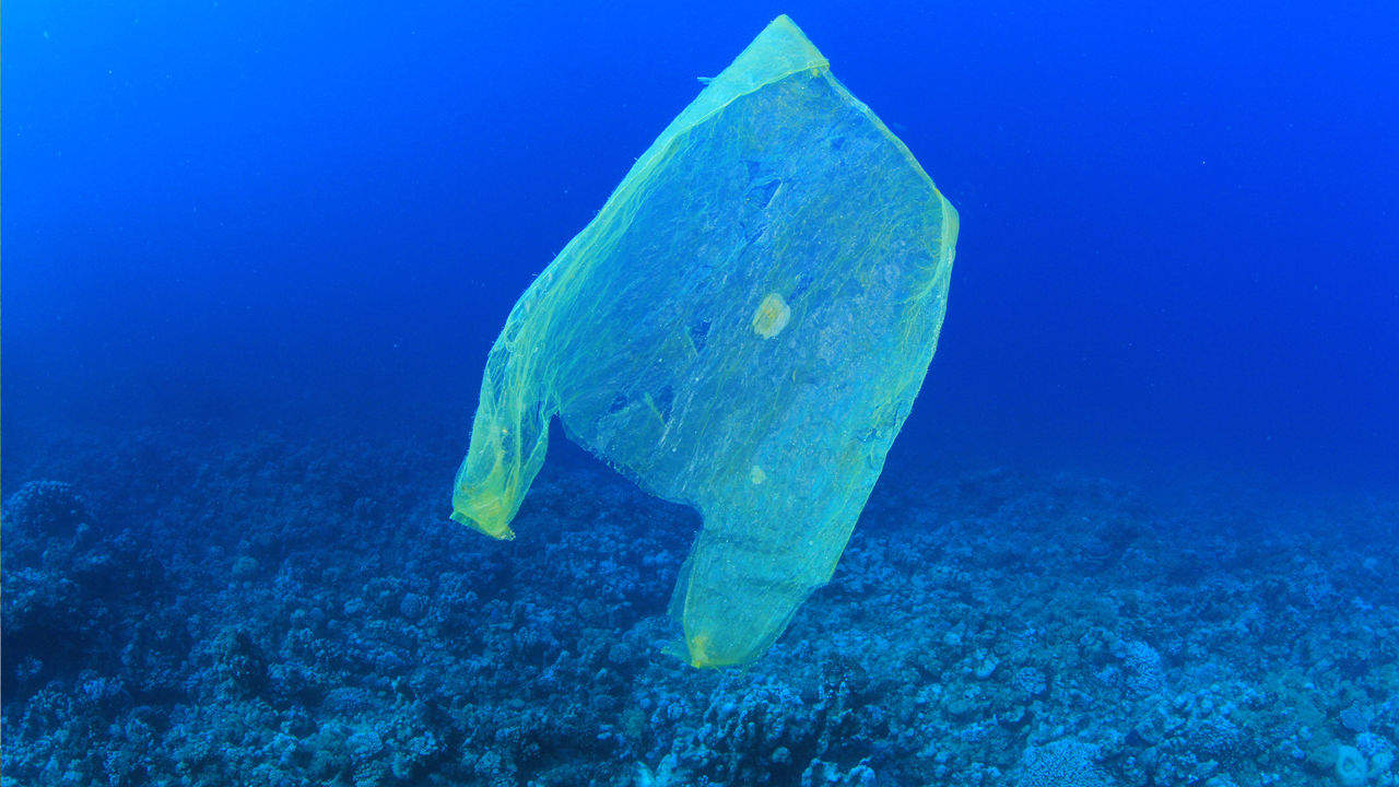 Plastic Bag Floating In Ocean Romina Jones